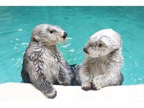 【三重県鳥羽市】「鳥羽旅館組合×鳥羽水族館」宿泊者限定で夜の水族館体験「ナイトアクアリウム」開催
