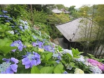 【神奈川県鎌倉市】鎌倉長谷寺のあじさい鑑賞を快適に楽しめる「あじさい券」をチェック！ネット予約も