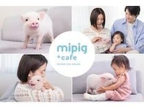 【富山県高岡市】マイクロブタとのふれあいを楽しめる「mipig cafe イオンモール高岡店」オープン！