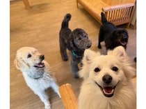 【東京都世田谷区】大型犬ふれあいカフェ「セラピーメイト」が介護施設併設の地域交流施設内に週末限定OPEN