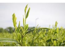 埼玉県狭山市で露地ものの新茶摘み開始！「狭山新茶まつり」や市内のお茶屋で販売