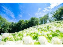 【東京都あきる野市】南沢あじさい山・わんダフルネイチャーヴィレッジで「秋川渓谷あじさいまつり」開催！