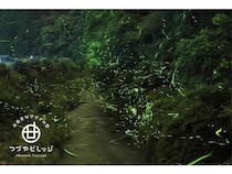 【岐阜県美濃加茂市】「つづやビレッジ」が、6月限定で幻想的な蛍鑑賞ガイド付き宿泊プランを提供！