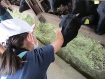 【千葉県旭市】東日本産直ビーフ研究会の牛農家が旭市立滝郷小で食育授業「牛のエサやり体験」を実施