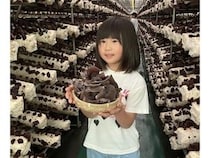 【宮城県名取市】「オーガニックきのこ栽培場」できくらげの収穫体験・見学を開催！採れたての試食も