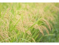 【長野県佐久市】農薬不使用の“生きもの田んぼ”で手作業での田植え体験！収穫後に1kgのお米が届く