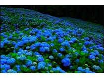 全国旅行情報サイト「JAPAN 47 GO」が、初夏の訪れを感じる6月のイベント情報公開！