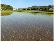 【兵庫県丹波篠山市】Green Days Japanが田植え体験を実施！ネオジャパン社員とその家族が参加