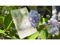 【福岡県八女市】福島八幡宮が、「梅雨限定『鳥獣戯画御朱印』」を頒布。境内の紫陽花とともに撮影