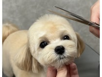 【兵庫県西宮市】皮膚・被毛ケアに特化した「Dog Care Salon LUCERA」開店！サブスク制美容プラン導入