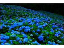 全国旅行情報サイト「JAPAN 47 GO」が、初夏の訪れを感じる6月のイベント情報公開！