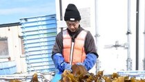 稚内でコンブ漁早採り　天日干しで磯の香り広がる