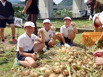 【熊本県津奈木町】津奈木小学校の児童が育てた「津奈木小 サラダ玉ねぎ」を販売。売上を活用しカードゲームなどを購入