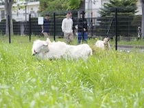 【千葉県千葉市】千葉大学が、4匹のオスの子ヤギを迎え入れ「ヤギに雑草を食べてもらう活動」を実施中
