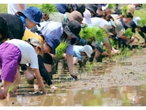 【東京都八王子市】うかいが創業の地、八王子市で東京八王子酒造とコラボ。田植えから日本酒づくりに挑戦