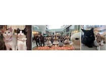【静岡県浜松市】STARMARIE主催の音楽＆お笑い＆フードの祭典「ソラモフェス」に動物保護団体が出展