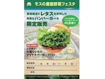 【岩手県】モスバーガー全12店舗で「モスの産直野菜フェスタ」開催。県内生産のレタスを堪能！