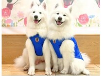 【東京都渋谷区・大阪府大阪市】「サモエドカフェmoffu」がサッカー応援仕様に！限定グッズやSNSキャンペーンも