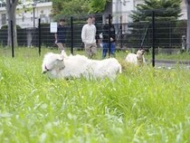 【千葉県千葉市】千葉大学が、4匹のオスの子ヤギを迎え入れ「ヤギに雑草を食べてもらう活動」を実施中