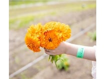 【北海道白老町】「ナチュの森」で「カレンデュラフェス」開催！カレンデュラの花摘みやクラフト体験も