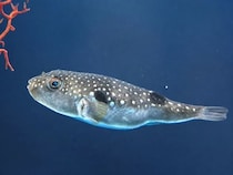【広島県広島市】もとまち水族館で特別企画「海と星の七夕展」開催！ミーアキャット企画や限定魚朱印も