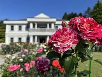 【神奈川県箱根町】自然豊かな恩賜箱根公園で「バラの即売会」開催！ワークショップや体験イベントも