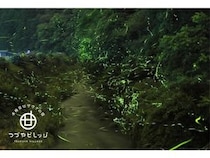 【岐阜県美濃加茂市】「つづやビレッジ」が、6月限定で幻想的な蛍鑑賞ガイド付き宿泊プランを提供！