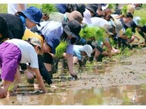 【東京都八王子市】うかいが創業の地、八王子市で東京八王子酒造とコラボ。田植えから日本酒づくりに挑戦
