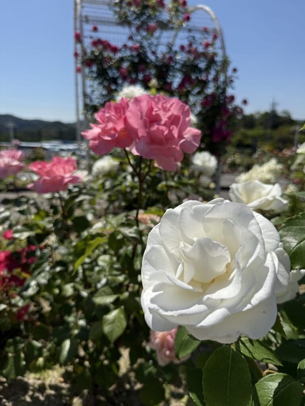 山口県玖珂郡和木町『蜂ヶ峯総合公園』バラのアップ写真