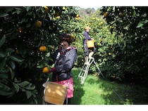 【和歌山県紀美野町】作るだけでは続かない。「きみのフルーツ」が農業未経験から挑戦した新たな価値創造