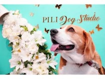 【神奈川県川崎市】多彩なセットで愛犬を撮影できる完全貸切セルフフォトスタジオ「PILI Dog Studio」