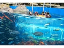 【静岡県下田市】下田海中水族館に、海の中に入り込んだような感覚を楽しめる新体験プログラム登場！