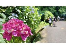 【大阪府東大阪市】「ぬかた園地 あじさい園」であじさいが見ごろに。初夏の生駒山エリアを楽しもう！
