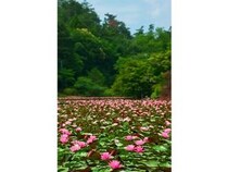 【福島県本宮市】「花と歴史の郷 蛇の鼻」で「スイレン祭り」開催中！「ROOTS－心のふるさと展－」も