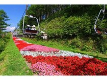 【長野県阿智村】「ヘブンスそのはら」夏季営業スタート！世界の昆虫と触れ合える「昆虫博」も開催