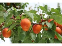 【東京都中央区】わずか数週間しか出会えない、長野県産の生食用あんずが「銀座NAGANO」に続々入荷！