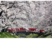 【埼玉県深谷市】地域の美しい桜の風景を未来へつなぐために、「深谷の桜、復活プロジェクト」を始動！