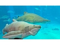 【大阪府大阪市】海遊館のサメ「シロワニ」が“コワかわいい”ぬいぐるみに！シロワニのミニ企画展も