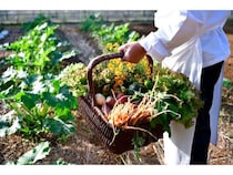 【沖縄県読谷村】ジ・ウザテラス ビーチクラブヴィラズが自家農園Our Farmの恵みを味わう収穫祭を開催
