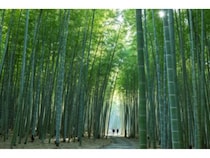 【栃木県宇都宮市】竹林で神秘的な“雲海”を体験。竹林観光施設「若竹の杜 若山農場」リニューアルオープン