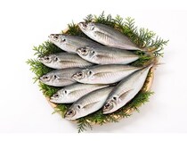 【東京都葛飾区】山口の瀬付きあじを丸ごと捌く、親子向け料理教室開催！ゲストにさかなクンも登場
