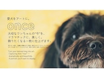【三重県伊勢市】フォトスタジオ「photomar」が愛犬専用の撮影プランを開始。愛犬との思い出を美しく残す