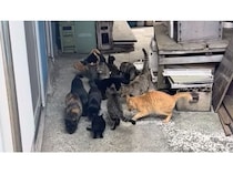 【愛媛県上島町】魚島の地域猫に動物医療を実施するため、移動手術車を活用したプロジェクトを開始