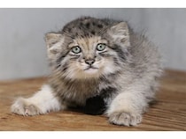 【兵庫県神戸市】神戸どうぶつ王国でマヌルネコの赤ちゃん展示開始！今しか見られない微笑ましい姿