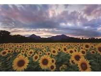 岩手県矢巾町が「煙山ひまわりパーク」を守り育てるためのクラファンを実施！