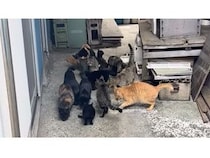 【愛媛県上島町】魚島の地域猫に動物医療を実施するため、移動手術車を活用したプロジェクトを開始
