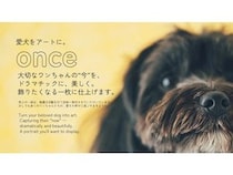 【三重県伊勢市】フォトスタジオ「photomar」が愛犬専用の撮影プランを開始。愛犬との思い出を美しく残す
