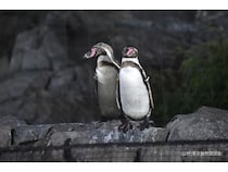【東京都江戸川区】葛西臨海水族園で、子どもも大人も楽しめるイベント「水族園で夕涼み」開催！