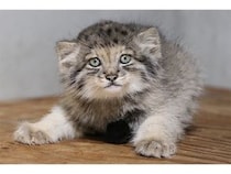 【兵庫県神戸市】神戸どうぶつ王国でマヌルネコの赤ちゃん展示開始！今しか見られない微笑ましい姿