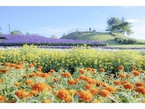 【滋賀県高島市】「びわこ箱館山」がリニューアル！絶景・花・アクティビティ・グルメで1日中遊べる
